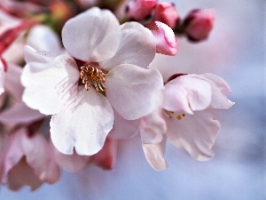 Flowers, apple, flourishing