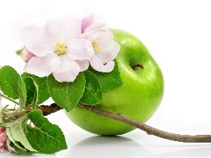 apple, Flowers, green ones, Apple