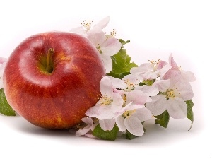 apple, Flowers, Red, apple