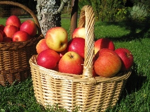 buxom, apples, Baskets