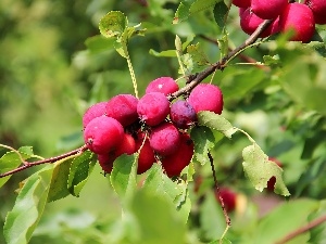 apples, Paradise