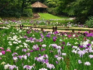 Park, arbour, Irises