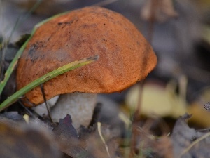 Aspens, Leaf, Leccinum Red, grass