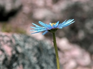 Aster, blue