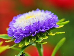 Aster, Violet, Flower, white