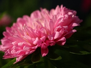 Aster, Colourfull Flowers, Pink