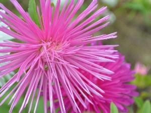 Aster, Pink