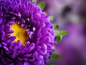 Aster, Violet