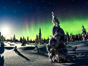 viewes, aurora polaris, trees, winter, star, snow