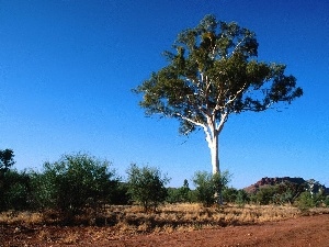Australia, wild, trees, landscape