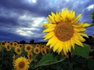 Austria, Donnerskirchen, Field, sunflowers