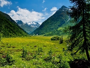 Austria, Tirol, Mountains, woods