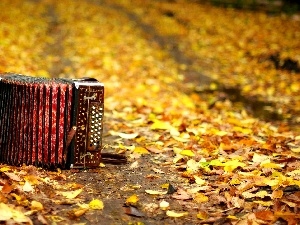 autumn, accordion