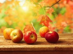 autumn, apples