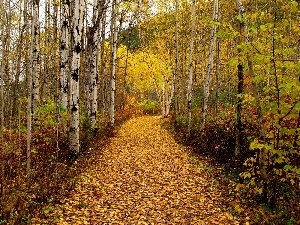 birch, autumn, forest