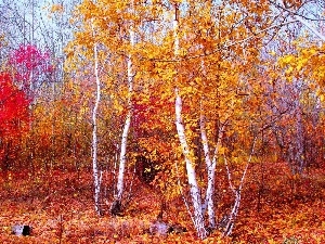 birch, autumn, forest