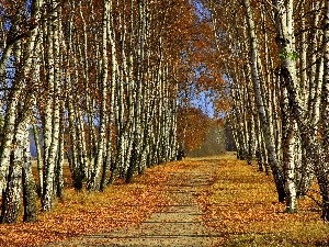 birch, autumn, Way