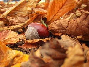 chestnut, autumn, Leaf