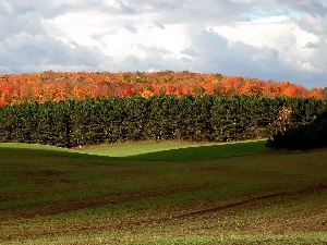 field, autumn, woods