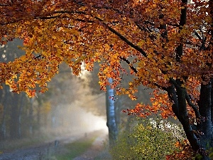 Fog, autumn, forest