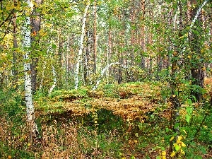 autumn, fern, forest, birch