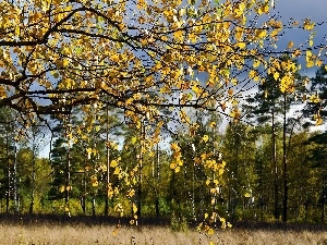 autumn, Leaf, forest, birch