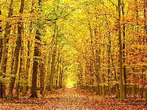 autumn, Leaf, forest, Way