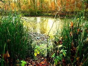 autumn, Plants, forest, River