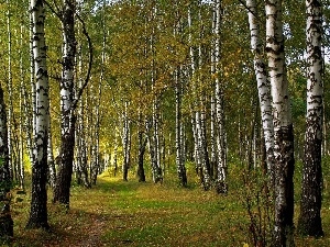 autumn, Way, forest, birch