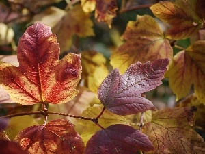 Hortense, Autumn, Leaf