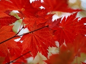 autumn, Leaf