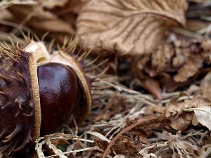 Leaf, autumn, chestnut