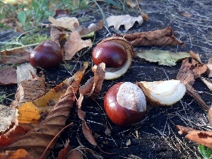 Leaf, autumn, chestnuts