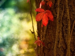 autumn, forest, leaf, trees