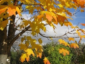 Leaf, autumn, maple