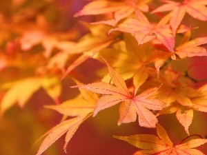 Leaf, autumn, maple