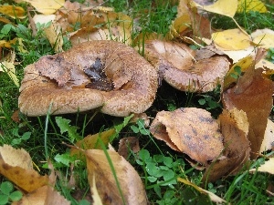 Leaf, autumn, mushrooms