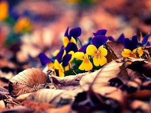 Leaf, autumn, pansies