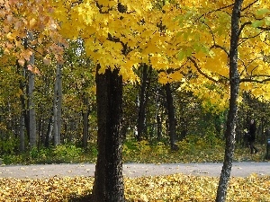 Autumn, viewes, Park, Leaf, trees