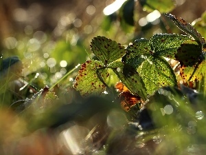 Autumn, Leaf