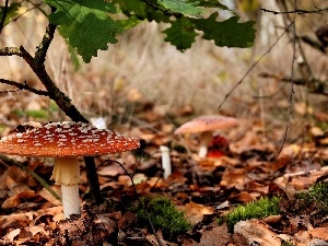 litter, autumn, toadstool