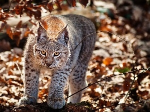 autumn, Leaf, Lynx, forest