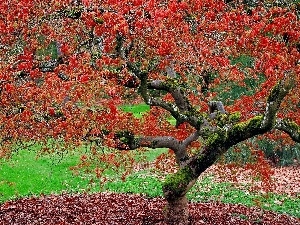 autumn, maple