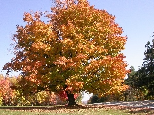 oak, autumn, wayside