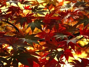 autumn, Leaf, Maple Palm, color