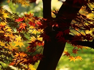 autumn, Leaf, Maple Palm, color