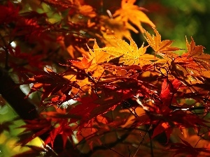 autumn, Leaf, Maple Palm, color