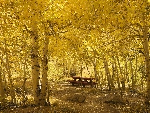 autumn, Bench, Park, birch