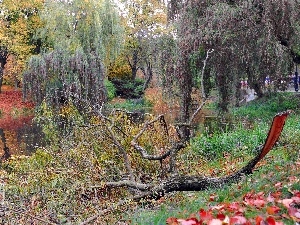 Autumn, Pond - car, Park, trees