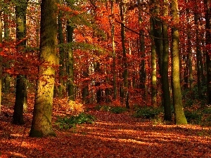 Path, autumn, forest